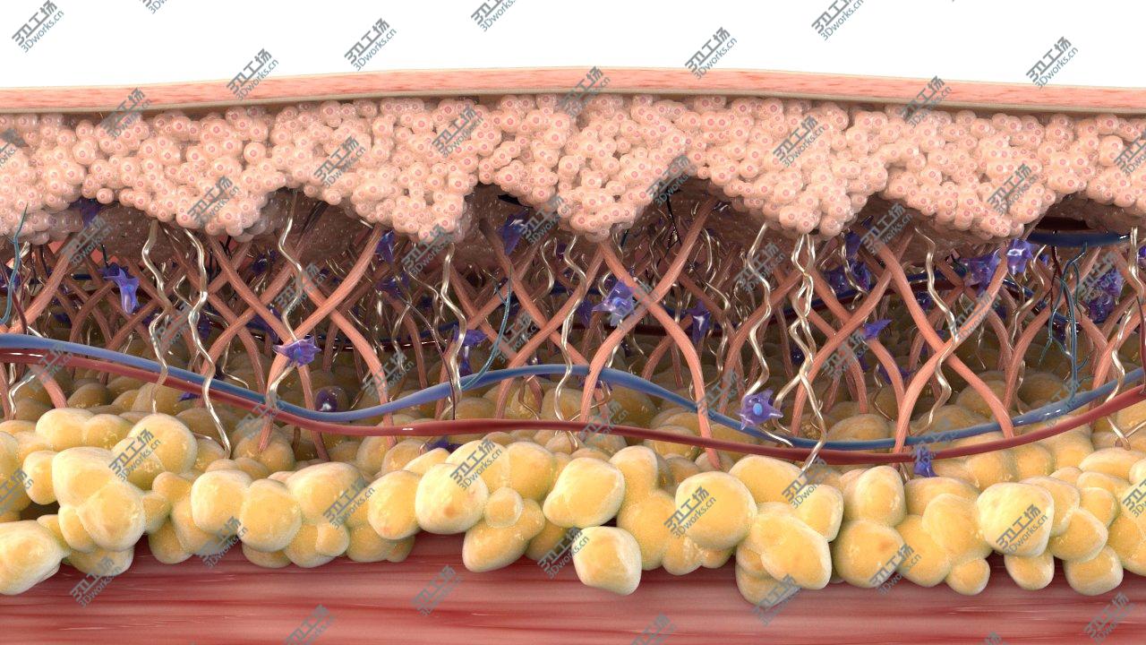 images/goods_img/20210313/Skin Cross Section Healthy 3D model/1.jpg